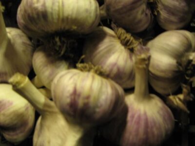 Gourmet Garlic: Turbans Image